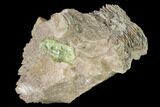 Yellow-Green Fluorapatite Crystal in Calcite - Ontario, Canada #137098-2